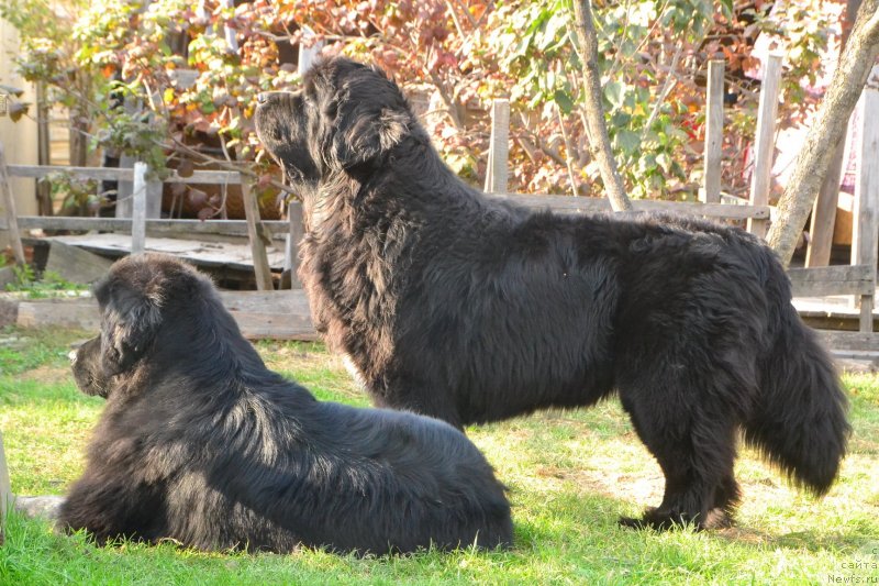 Фото: ньюфаундленд Talisman Morya Magiya Voln (Талисман Моря Магия Волн), ньюфаундленд Talisman Morya La-Valetta (Талисман Моря Ла-Валетта)
