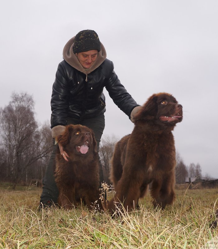 Фото: ньюфаундленд Brownblood MSK Delicia Shari (Браунблад МСК Дэлиция Шари), ньюфаундленд Brownblood MSK Drimi Ein (Браунблад МСК Дрими Эйн)