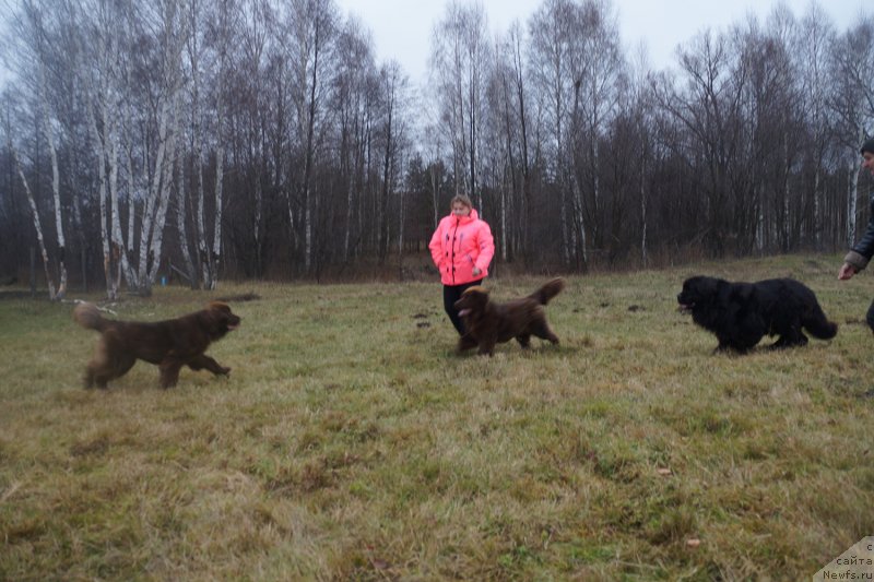 Фото: ньюфаундленд Brownblood MSK Drimi Ein (Браунблад МСК Дрими Эйн), ньюфаундленд Brownblood MSK Delicia Shari (Браунблад МСК Дэлиция Шари)