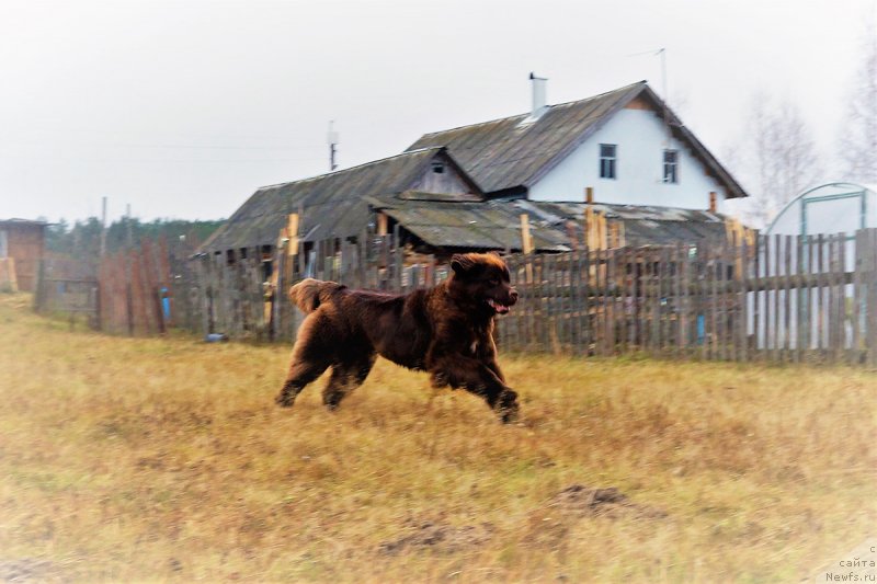 Фото: ньюфаундленд Brownblood MSK Drimi Ein (Браунблад МСК Дрими Эйн)