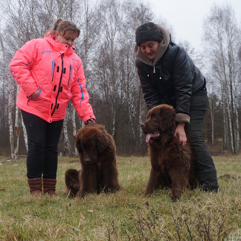 Фото: ньюфаундленд Brownblood MSK Drimi Ein (Браунблад МСК Дрими Эйн), ньюфаундленд Brownblood MSK Delicia Shari (Браунблад МСК Дэлиция Шари)