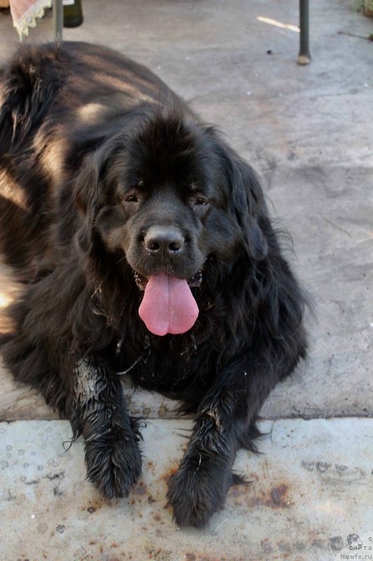Фото: ньюфаундленд Shutka Share Bolshoj Malysh