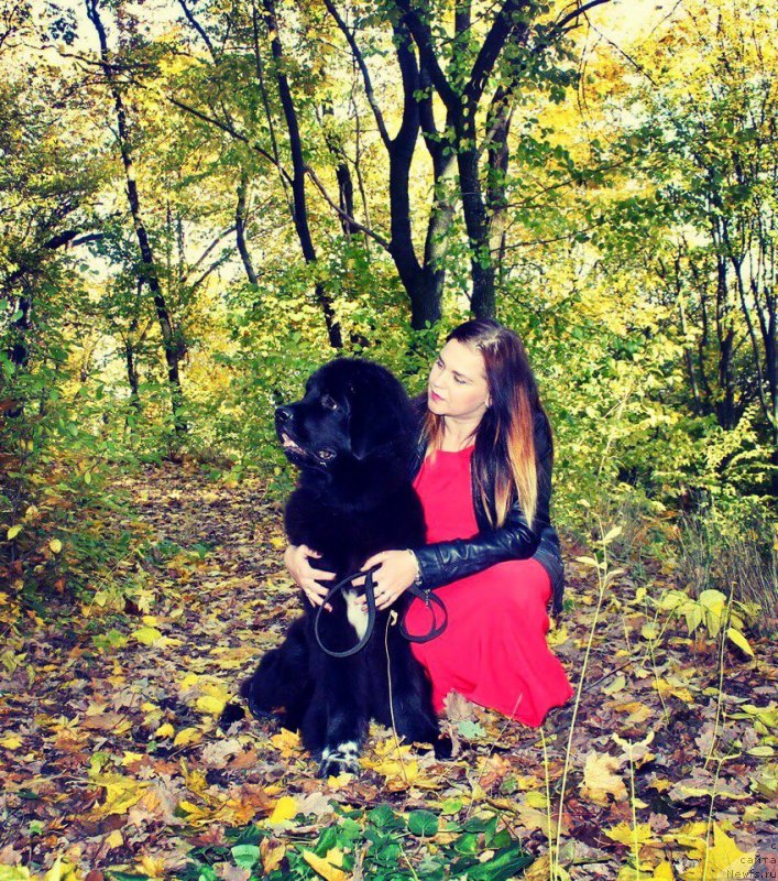 Фото: ньюфаундленд Thor-Mistral