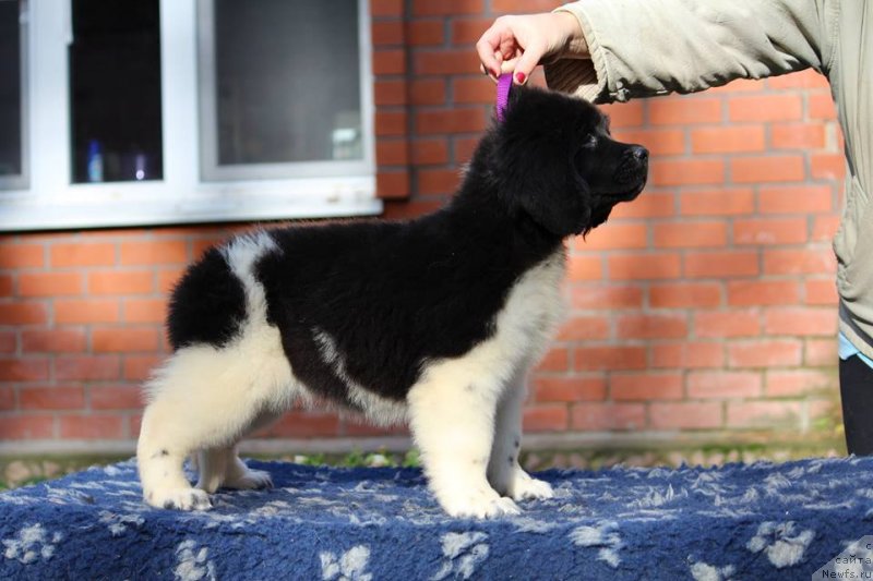 Фотография № 231557