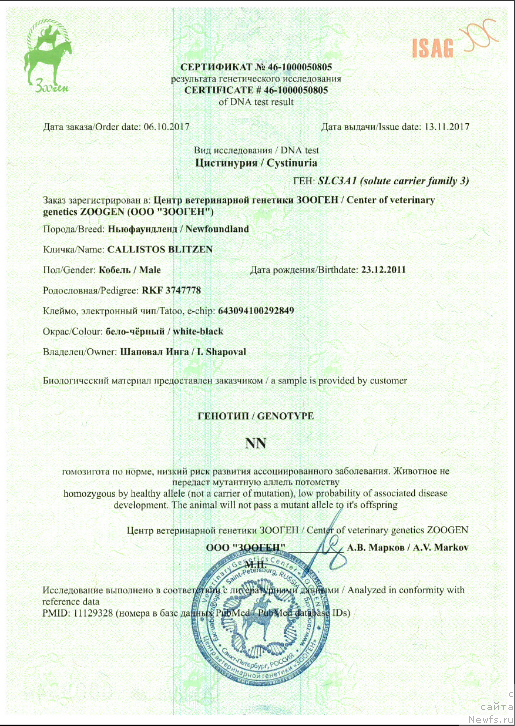 Фото: ньюфаундленд Callistos Blitzen