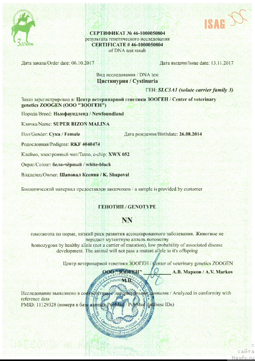 Фото: ньюфаундленд Super Bizon Malina (Супер Бизон Малина)