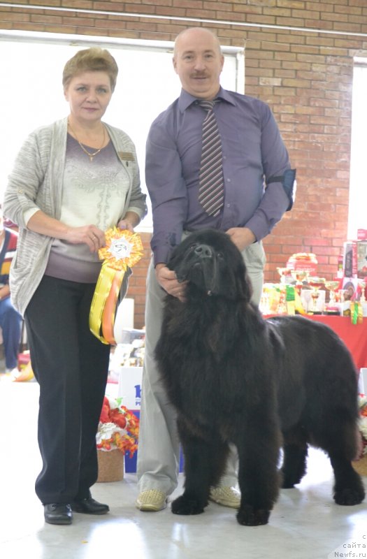 Фото: ньюфаундленд Sent Djons Exclusive (Сент Джонс Эксклюзив)