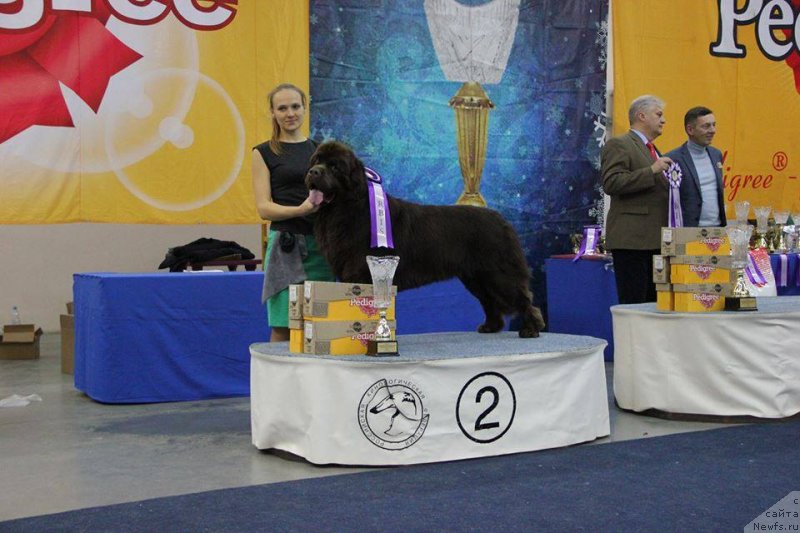 Фото: ньюфаундленд Obush SHed YAntarnyiy Poceluy (Обуш Шед Янтарный Поцелуй)