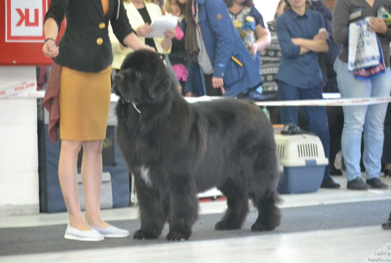Фото: ньюфаундленд Sandbears Franco