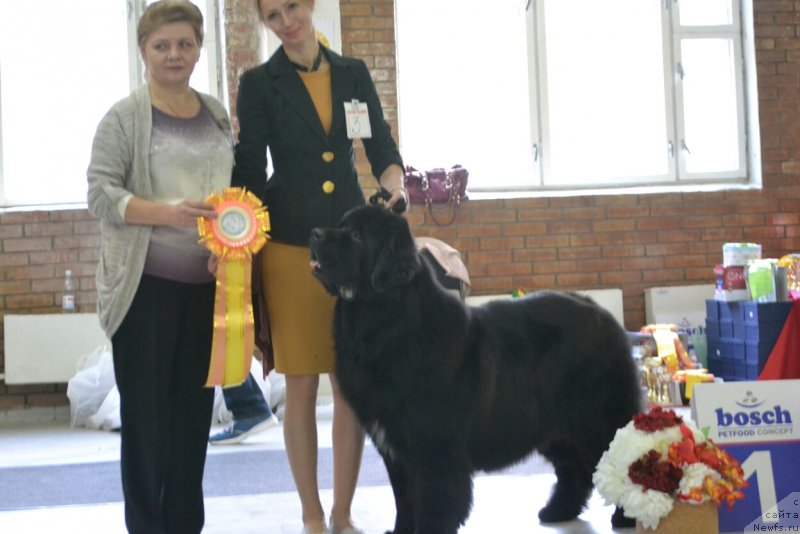 Фото: ньюфаундленд Sandbears Franco