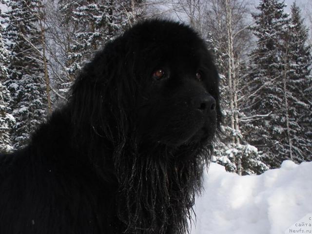 Фото: ньюфаундленд Mag Ispolin Borislava dlya Ol'gi (Маг Исполин Борислава для Ольги)