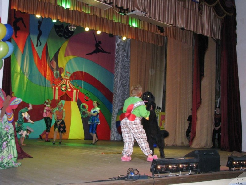 Фото: ньюфаундленд Russkaya Krasavica Nyura (Русская Красавица Нюра)