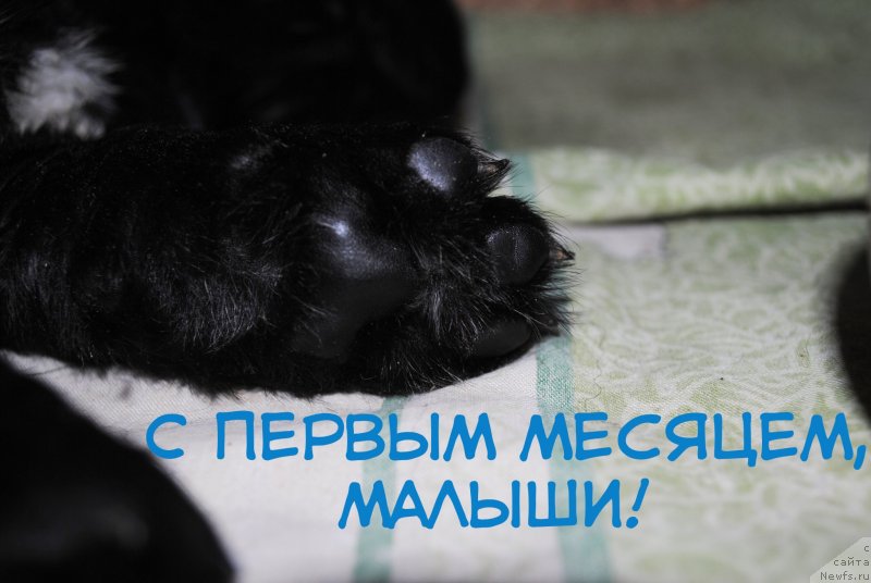 Фото: ньюфаундленд Stepnaya Pal'mira Estestvenno YA Luchshiy (Степная Пальмира Естественно Я Лучший), ньюфаундленд CHernyiy Balu Donna (Черный Балу Донна)