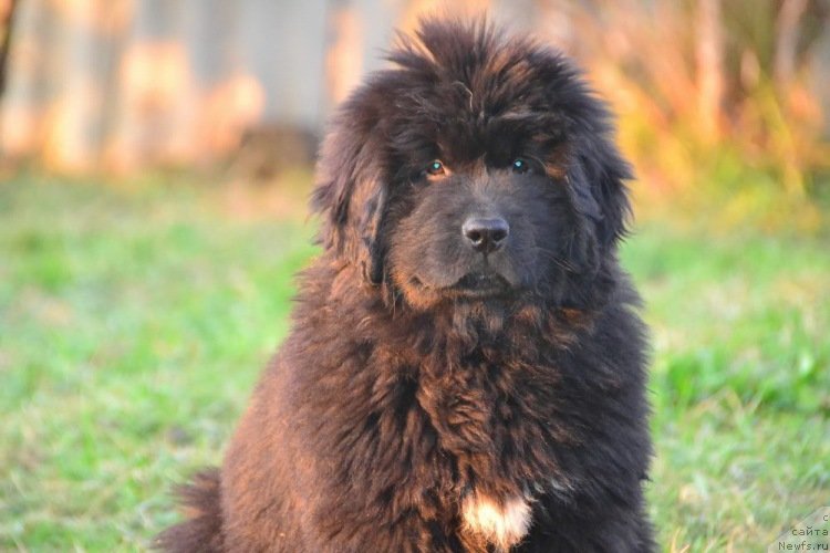 Фото: ньюфаундленд Talisman Morya Izabel' (Талисман Моря Изабель)