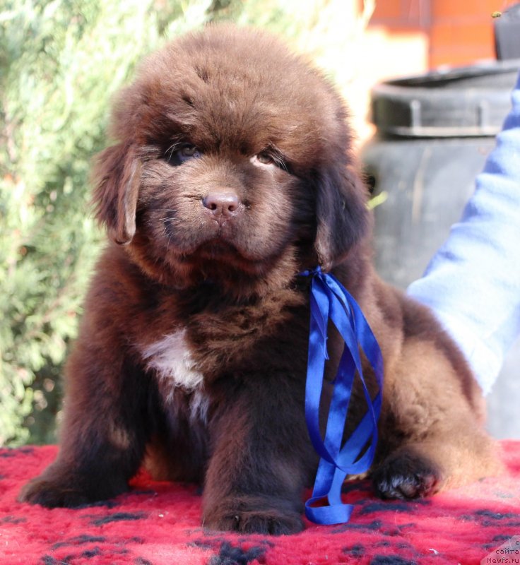 Фото: ньюфаундленд Jemchujina Kubani Knyaz' Krasnodara (Жемчужина Кубани Князь Краснодара)