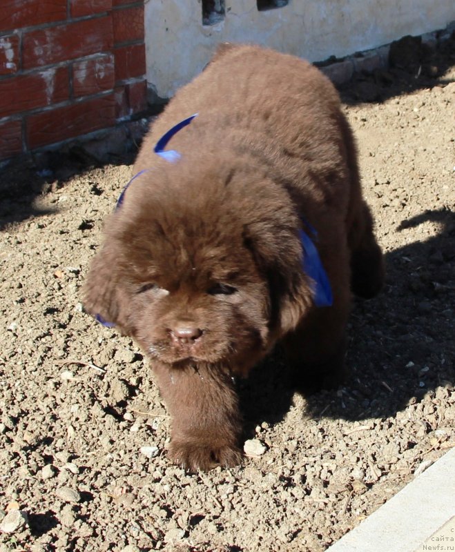 Фото: ньюфаундленд Jemchujina Kubani Knyaz' Krasnodara (Жемчужина Кубани Князь Краснодара)
