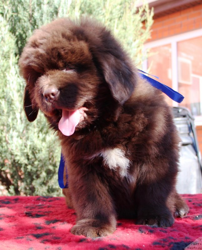 Фото: ньюфаундленд Jemchujina Kubani Knyaz' Krasnodara (Жемчужина Кубани Князь Краснодара)