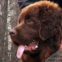 Фото: ньюфаундленд Brownblood MSK Delicia Shari (Браунблад МСК Дэлиция Шари)