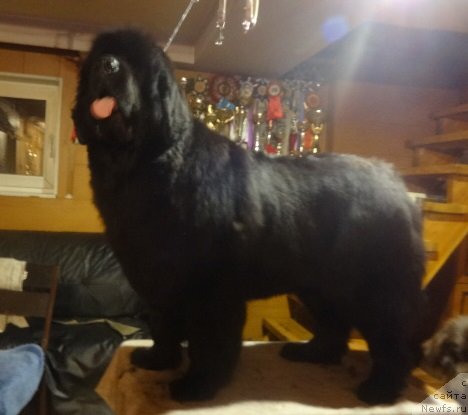 Фото: ньюфаундленд Blyek Diamond Agidel' ot Potapa SHarlerua (Блэк Диамонд Агидель от Потапа Шарлеруа)