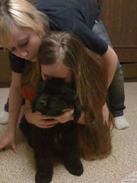 Фото: Kristina Vlasova (Кристина Власова), ньюфаундленд Sent Djons Redjinal'd Fildi Arvizu (Сент Джонс Реджинальд Филди Арвизу)