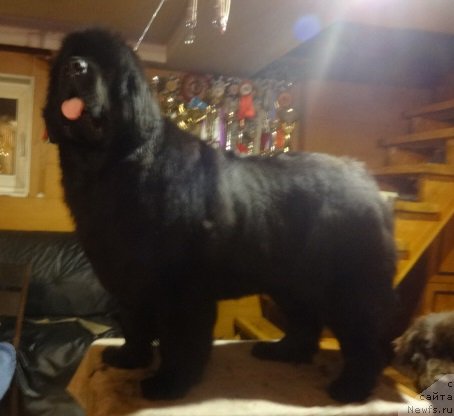 Фото: ньюфаундленд Blyek Diamond Agidel' ot Potapa SHarlerua (Блэк Диамонд Агидель от Потапа Шарлеруа)