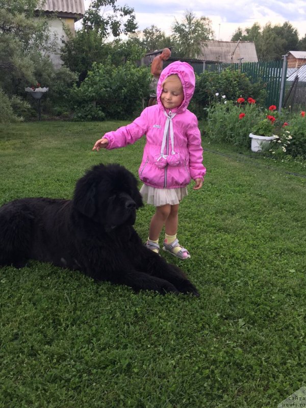 Фото: ньюфаундленд CHeyz Kaden Kleve Led (Чейз Каден Клеве Лед)