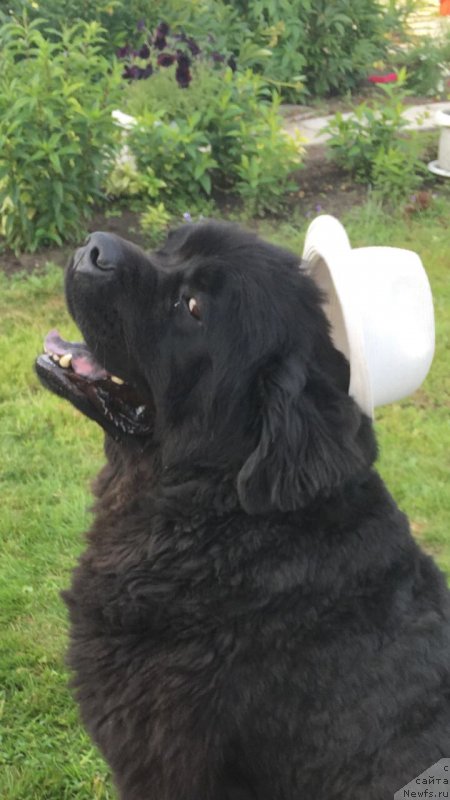 Фото: ньюфаундленд CHeyz Kaden Kleve Led (Чейз Каден Клеве Лед)