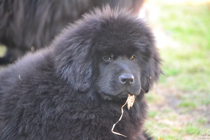 Фото: ньюфаундленд Talisman Morya Izabel' (Талисман Моря Изабель)