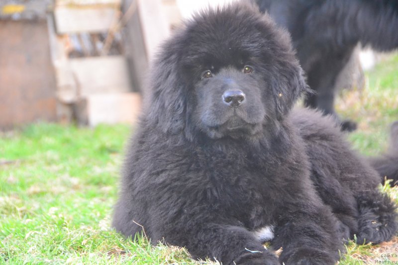 Фото: ньюфаундленд Talisman Morya Izabel' (Талисман Моря Изабель)