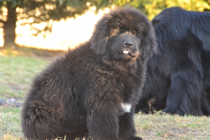 Фото: ньюфаундленд Talisman Morya Izabel' (Талисман Моря Изабель)