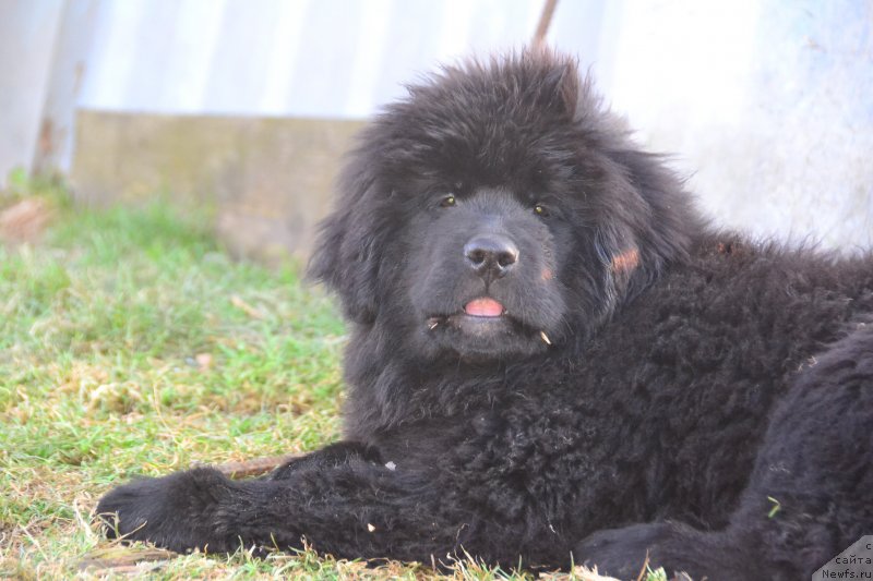 Фото: ньюфаундленд Talisman Morya Izabel' (Талисман Моря Изабель)