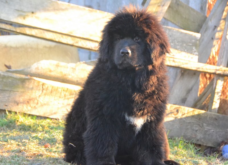 Фото: ньюфаундленд Talisman Morya Izabel' (Талисман Моря Изабель)