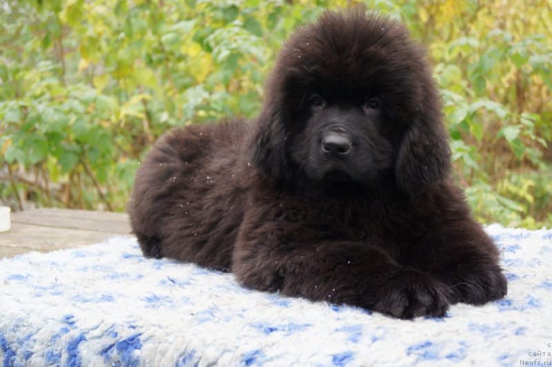 Фото: ньюфаундленд Enigmatic Kingd Guardian Angel (Енигматик Кингд Гуардиан Ангел)