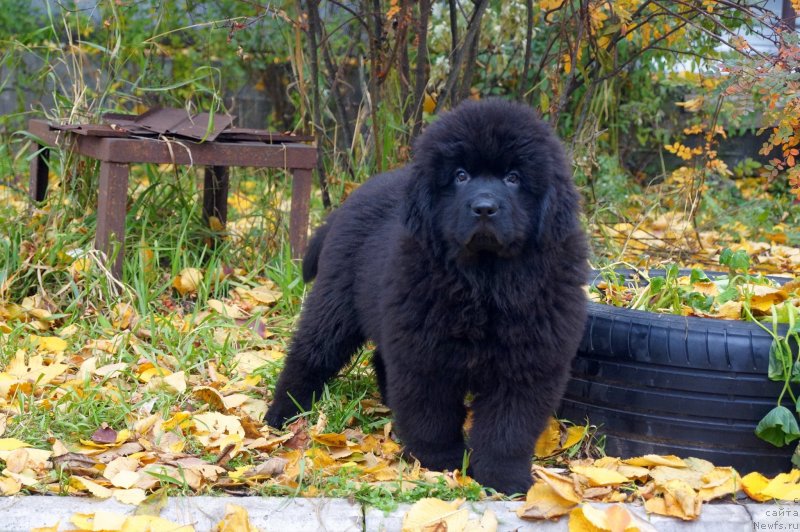 Фото: ньюфаундленд Enigmatic Kingd Guardian Angel (Енигматик Кингд Гуардиан Ангел)