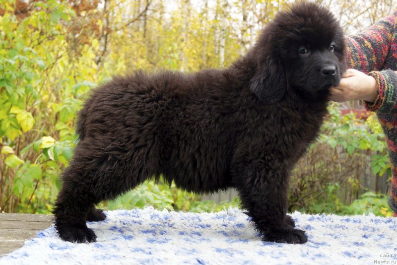 Фото: ньюфаундленд Enigmatic Kingd Guardian Angel (Енигматик Кингд Гуардиан Ангел)