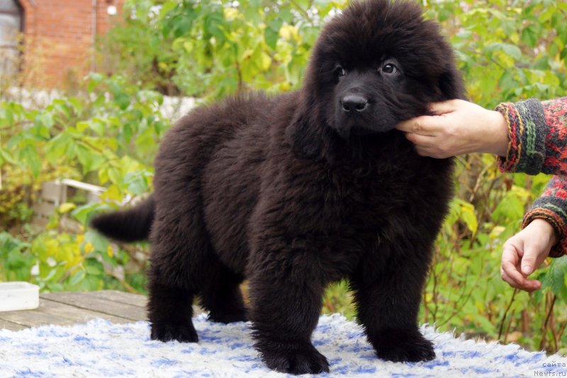 Фото: ньюфаундленд Enigmatic Kingd Guardian Angel (Енигматик Кингд Гуардиан Ангел)