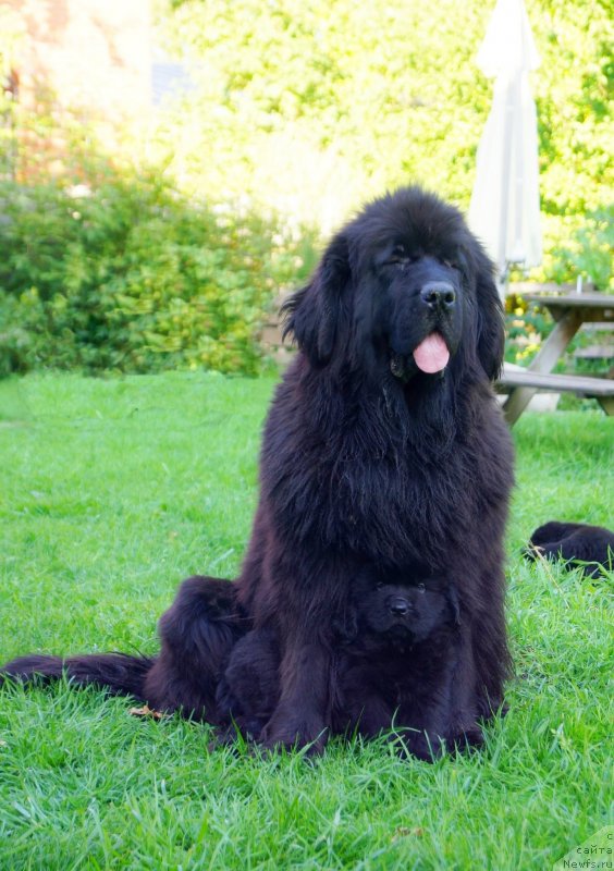 Фото: ньюфаундленд Fluffy Avalanch Exclusive Dream (Флюфи Аваланч Эксклюсиве Дрим), ньюфаундленд Enigmatic Kingd Guardian Angel (Енигматик Кингд Гуардиан Ангел)