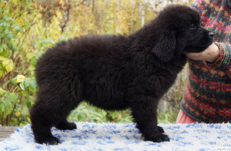 Фото: ньюфаундленд Enigmatic Kingd Dance With You (Енигматик Кингд Дансе Витх Юоу)