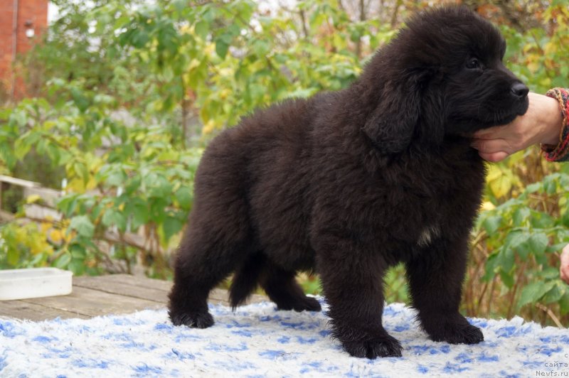 Фото: ньюфаундленд Enigmatic Kingd Dance With You (Енигматик Кингд Дансе Витх Юоу)