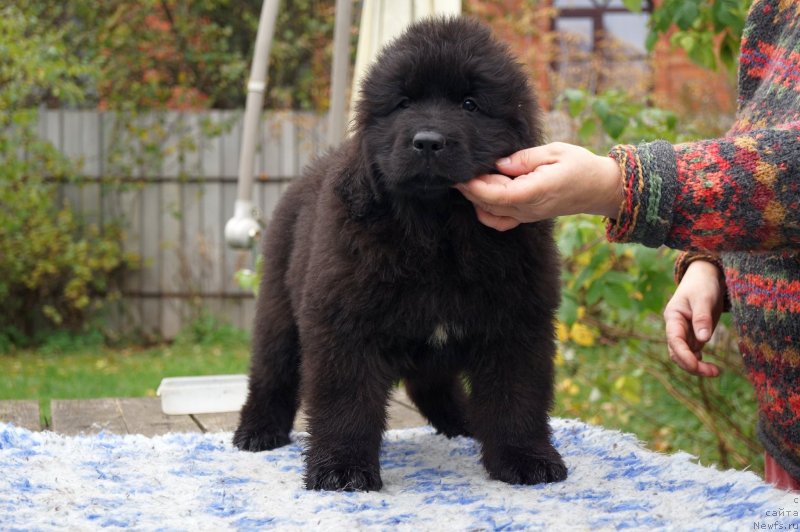 Фото: ньюфаундленд Enigmatic Kingd Dance With You (Енигматик Кингд Дансе Витх Юоу)