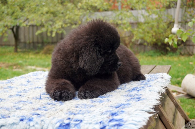 Фото: ньюфаундленд Enigmatic Kingd Dance With You (Енигматик Кингд Дансе Витх Юоу)