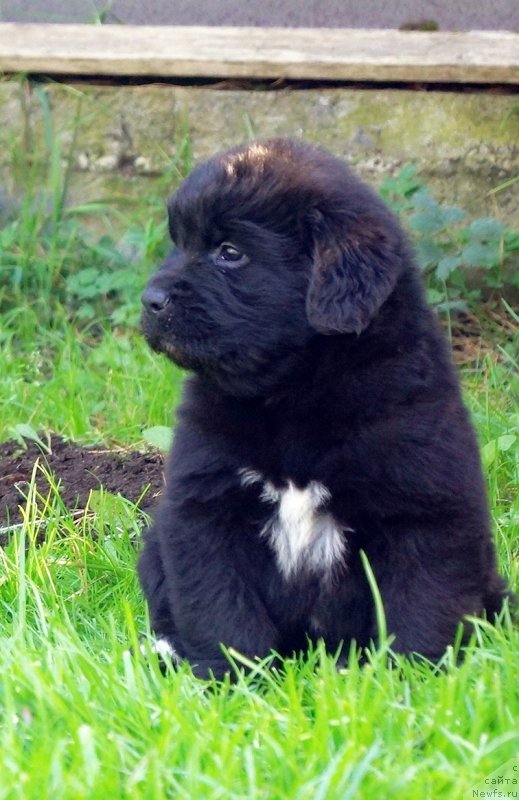 Фото: ньюфаундленд Enigmatic Kingd Dont Let Me Go (Енигматик Кингд Донт Лет Ме Го)