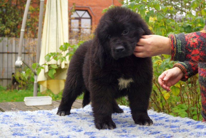 Фото: ньюфаундленд Enigmatic Kingd Dont Let Me Go (Енигматик Кингд Донт Лет Ме Го)