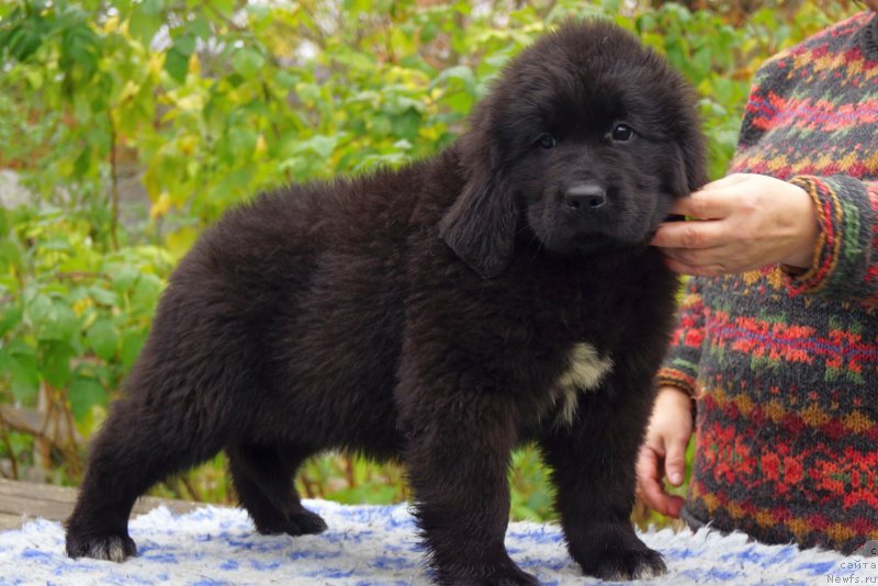 Фото: ньюфаундленд Enigmatic Kingd Dont Let Me Go (Енигматик Кингд Донт Лет Ме Го)