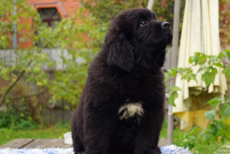 Фото: ньюфаундленд Enigmatic Kingd Dont Let Me Go (Енигматик Кингд Донт Лет Ме Го)