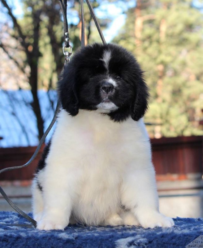 Фото: ньюфаундленд Super Premium Yelena Princess of Russia (Супер Премиум Юелена Принцесс оф Россия)