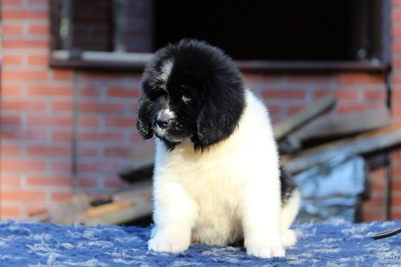 Фото: ньюфаундленд Super Premium Yelena Princess of Russia (Супер Премиум Юелена Принцесс оф Россия)