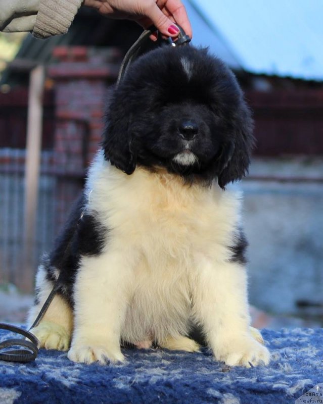 Фото: ньюфаундленд Super Premium YUliy Cezar' (Супер Премиум Юлий Цезарь)