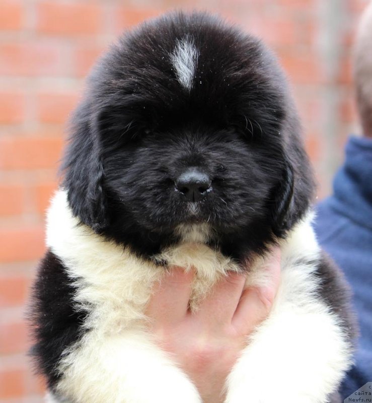 Фото: ньюфаундленд Super Premium YUliy Cezar' (Супер Премиум Юлий Цезарь)