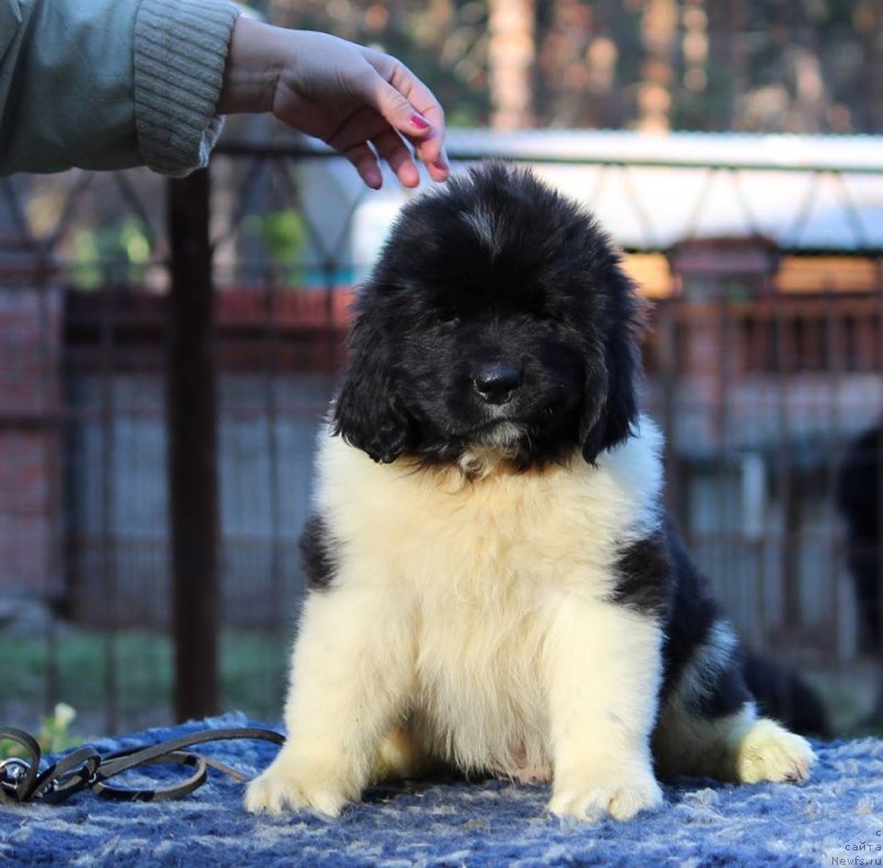 Фото: ньюфаундленд Super Premium YUliy Cezar' (Супер Премиум Юлий Цезарь)